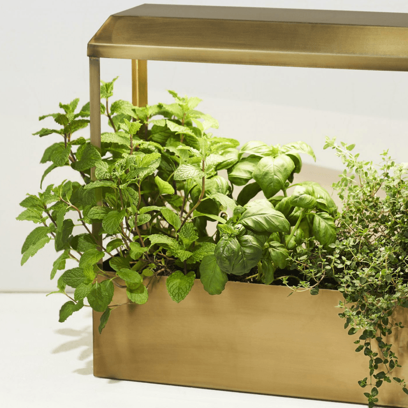Estufas e cultivo indoor