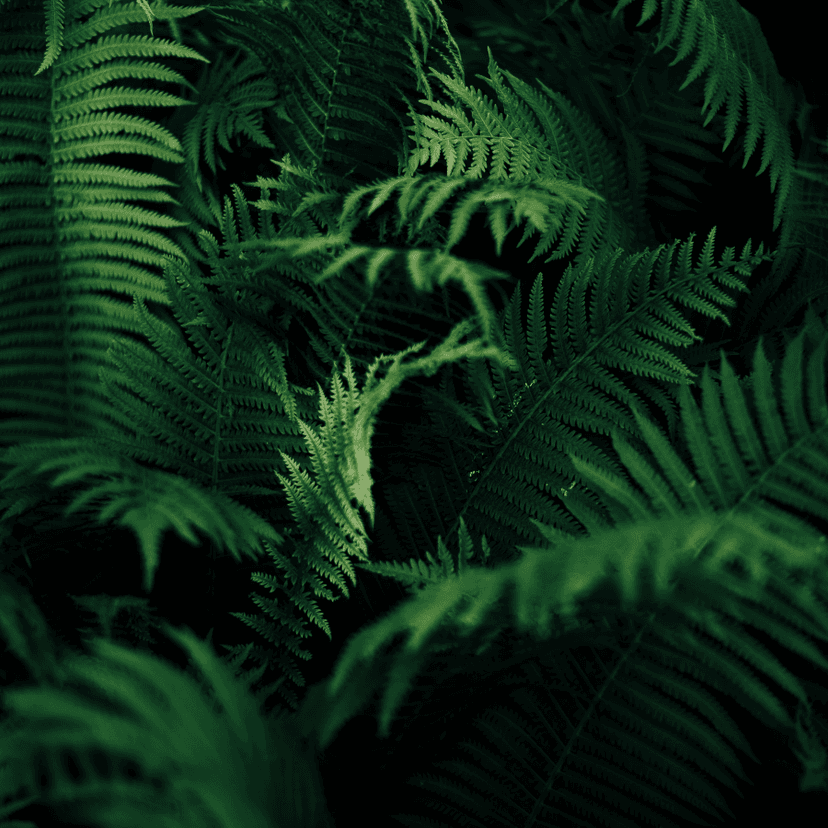 Plantas e arranjos fossilizados