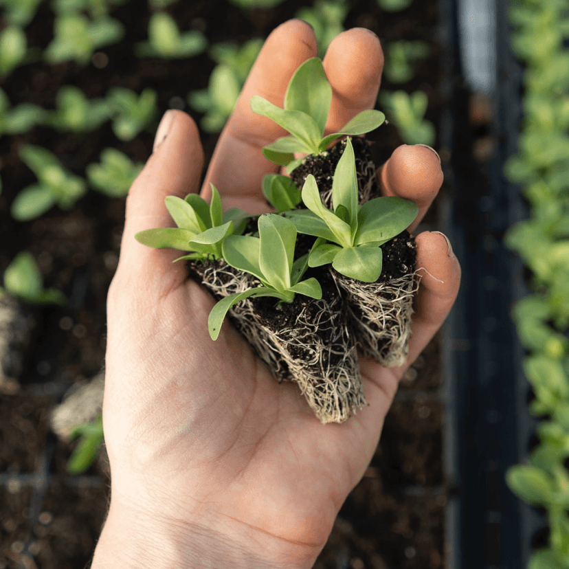 Plantas e sementes para jardinagem
